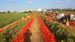 Sušené paradajky San Marzano