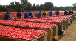 Sušené paradajky San Marzano