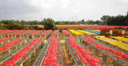 Sušené paradajky San Marzano