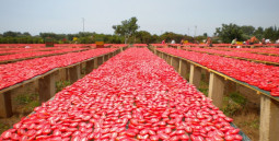 Sušené paradajky San Marzano